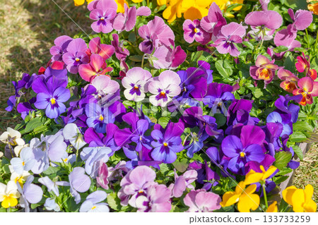 Colorful medium-sized pansy flower seedlings background 133733259