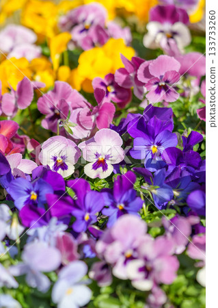 色彩繽紛的中型三色堇背景 色彩繽紛的中型三色堇背景 133733260