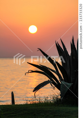 Red sunset at sea. Closeup view of agave plant leaves against sunset sky with sunbeams. Natural floral background with copy space. Blooming Aloe Red sunset at sea. Closeup view of agave plant leaves against sunset sky with sunbeams. Natural floral background with copy space. Blooming Aloe 133733320