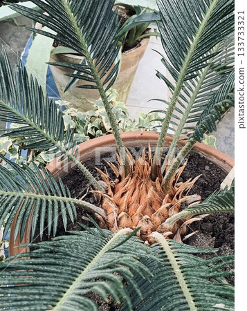 lush tropical plant decor, serene botanical scene with glossy leaves and aged ceramic lush tropical plant decor, serene botanical scene with glossy leaves and aged ceramic 133733321