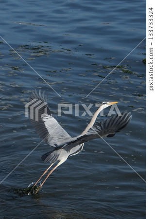 Ao-sashi flying over the water Ao-sashi flying over the water 133733324