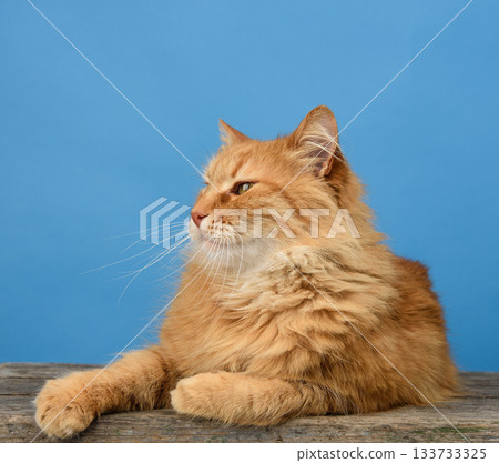An adult ginger cat lies and rests on a blue background An adult ginger cat lies and rests on a blue background 133733325