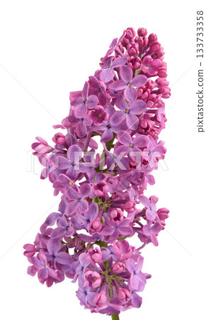 Bouquet of purple lilac flowers with green leaves, isolated background 133733358
