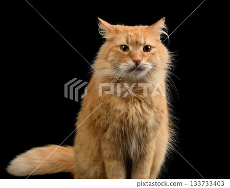 An adult red fluffy cat sits on a black background and looks forward An adult red fluffy cat sits on a black background and looks forward 133733403