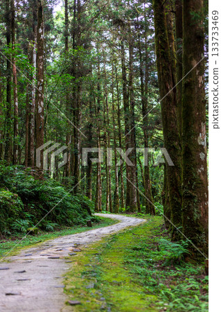 台灣宜蘭明池森林公園中蜿蜒延伸的靜謐小徑 133733469