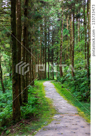 台灣宜蘭明池森林公園中蜿蜒延伸的靜謐小徑 台灣宜蘭明池森林公園中蜿蜒延伸的靜謐小徑 133733473