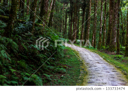台灣宜蘭明池森林公園中蜿蜒延伸的靜謐小徑 133733474