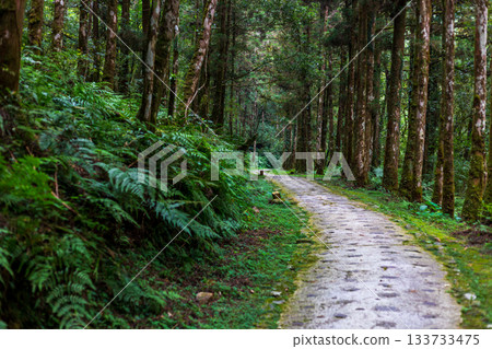 台灣宜蘭明池森林公園中蜿蜒延伸的靜謐小徑 133733475