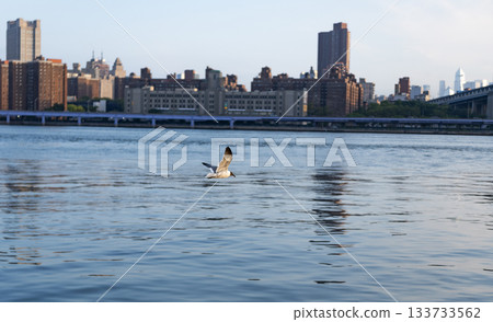 Andean gull over Brooklyn view. New York cityscape with Andean gull. Seagull fly at Hudson river, New York. Manhattan on horizon Andean gull over Brooklyn view. New York cityscape with Andean gull. Seagull fly at Hudson river, New York. Manhattan on horizon 133733562