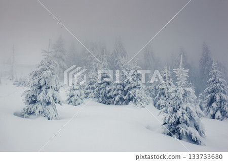 winter winter 133733680