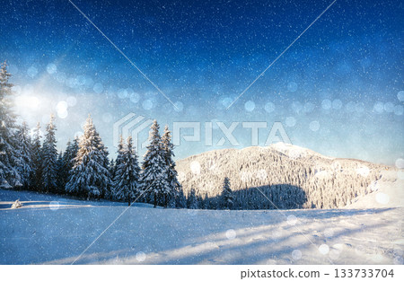 winter winter 133733704