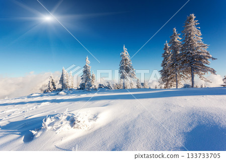 winter winter 133733705