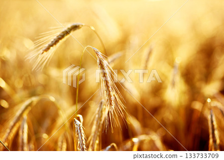 wheat 133733709
