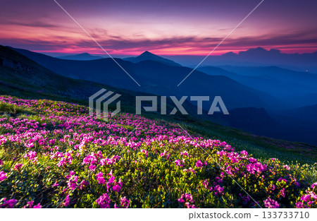 flower 133733710