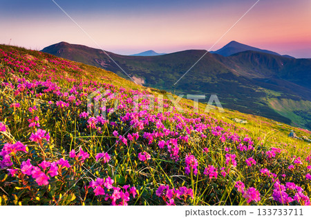 flower flower 133733711