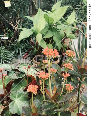 vivid showcase of orange blossoms amid vibrant plant life and rugged ground 133733716