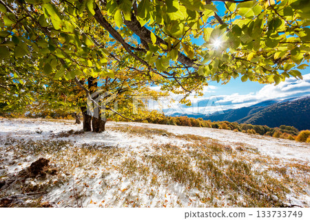 autumn 133733749