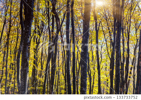 autumn autumn 133733752