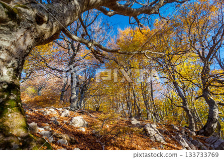 autumn 133733769