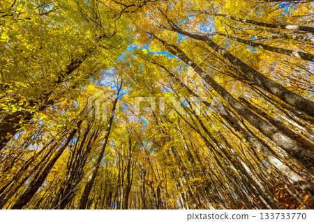 autumn 133733770