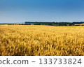 wheat 133733824