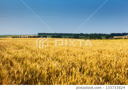wheat 133733824