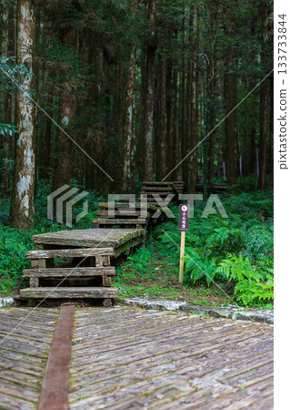 Wooden boardwalks winding through lush green trees in Mingchi Forest Park, Yilan, Taiwan Wooden boardwalks winding through lush green trees in Mingchi Forest Park, Yilan, Taiwan 133733844