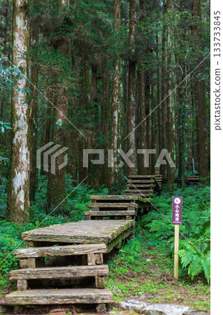 Wooden boardwalks winding through lush green trees in Mingchi Forest Park, Yilan, Taiwan Wooden boardwalks winding through lush green trees in Mingchi Forest Park, Yilan, Taiwan 133733845