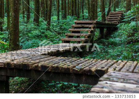 台灣宜蘭明池森林公園中穿梭於翠綠樹林間的木棧道 133733853