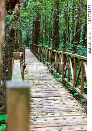 台灣宜蘭明池森林公園中穿梭於翠綠樹林間的木棧道 台灣宜蘭明池森林公園中穿梭於翠綠樹林間的木棧道 133733871