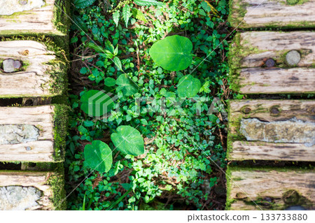 台灣宜蘭明池森林公園中穿梭於翠綠樹林間的木棧道 133733880