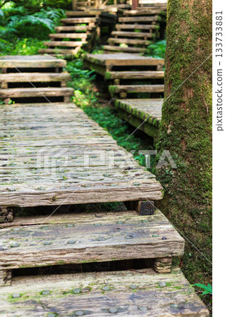 台灣宜蘭明池森林公園中穿梭於翠綠樹林間的木棧道 133733881