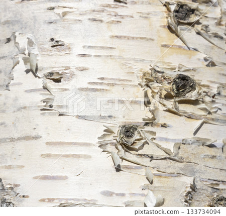The birch bark texture or background. Macro shot is made by means of stacking technology trunk. Texture made of birch tree bark. Beautiful birch trunk background. Conceptual image. Peaceful nature. The birch bark texture or background. Macro shot is made by means of stacking technology trunk. Texture made of birch tree bark. Beautiful birch trunk background. Conceptual image. Peaceful nature. 133734094