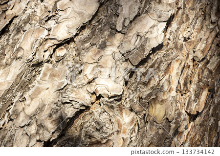Maritime Pine, Pinus pinaster trunk symbol. Texture made of maritime pine tree bark. Beautiful Maritime Pine, Pinus pinaster trunk background. Conceptual image. Peaceful nature. Maritime Pine, Pinus pinaster trunk symbol. Texture made of maritime pine tree bark. Beautiful Maritime Pine, Pinus pinaster trunk background. Conceptual image. Peaceful nature. 133734142