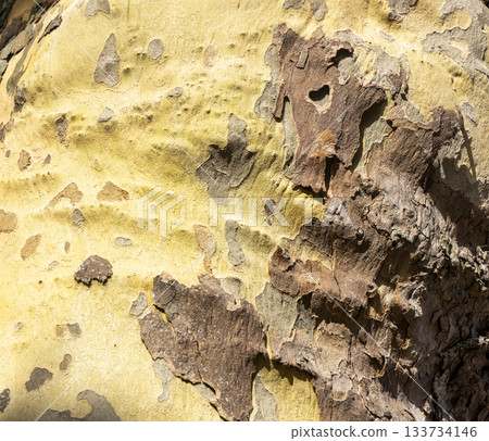Platan, Platane, Platanus sycamore, plane tree trunk symbol. Texture made of Platan, Platane, sycamore, plane tree bark. Beautiful Platan tree trunk background. Conceptual image. Peaceful nature. Platan, Platane, Platanus sycamore, plane tree trunk symbol. Texture made of Platan, Platane, sycamore, plane tree bark. Beautiful Platan tree trunk background. Conceptual image. Peaceful nature. 133734146