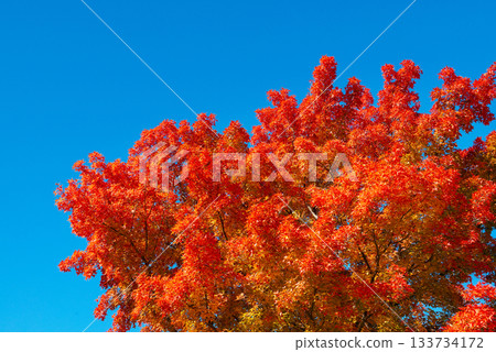 Autumn leaves 133734172