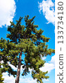 Pine tree and sky 133734180