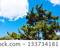 Pine tree and sky 133734181
