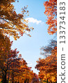 Suita City's Three-Colored Road in Autumn 133734183