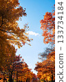 Suita City's Three-Colored Road in Autumn 133734184