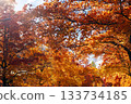 Suita City's Three-Colored Road in Autumn 133734185