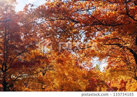 Suita City's Three-Colored Road in Autumn Suita City's Three-Colored Road in Autumn 133734185