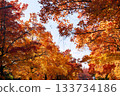 Suita City's Three-Colored Road in Autumn 133734186