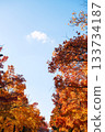 Suita City's Three-Colored Road in Autumn 133734187