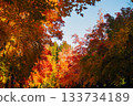 Suita City's Three-Colored Road in Autumn 133734189