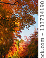 Suita City's Three-Colored Road in Autumn 133734190