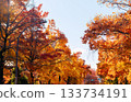 Suita City's Three-Colored Road in Autumn 133734191