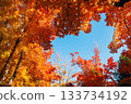 Suita City's Three-Colored Road in Autumn 133734192