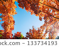 Suita City's Three-Colored Road in Autumn 133734193