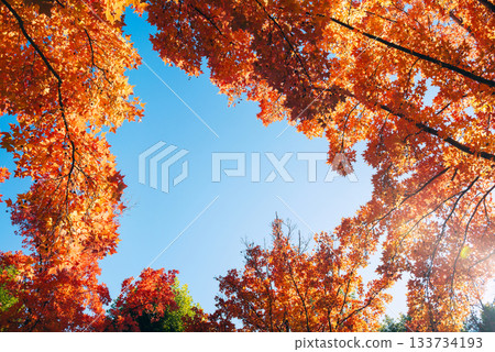 Suita City's Three-Colored Road in Autumn 133734193